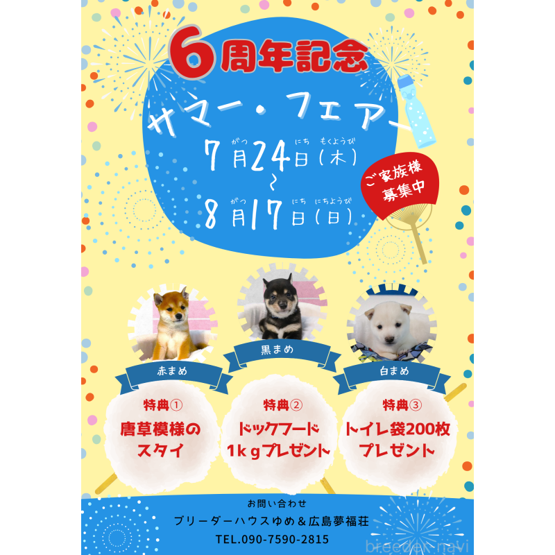 販売中の広島県の豆柴-396409の2枚目